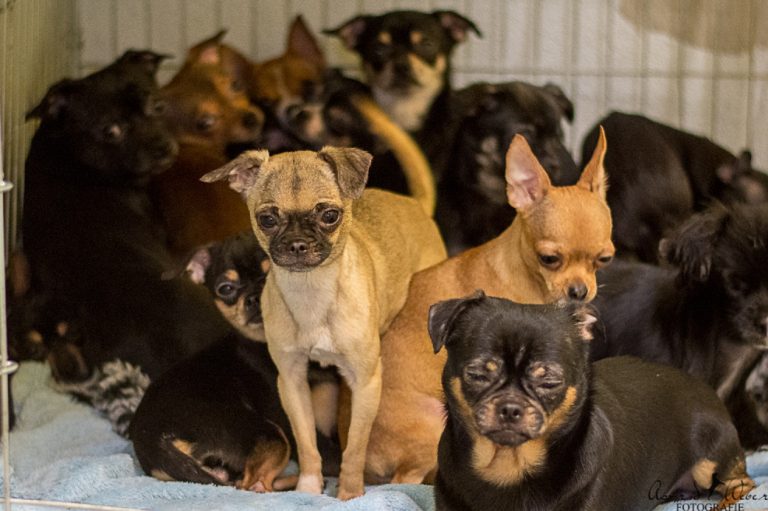 »Animal Hoarding« 79 verwahrloste Hunde in einer Wohnung